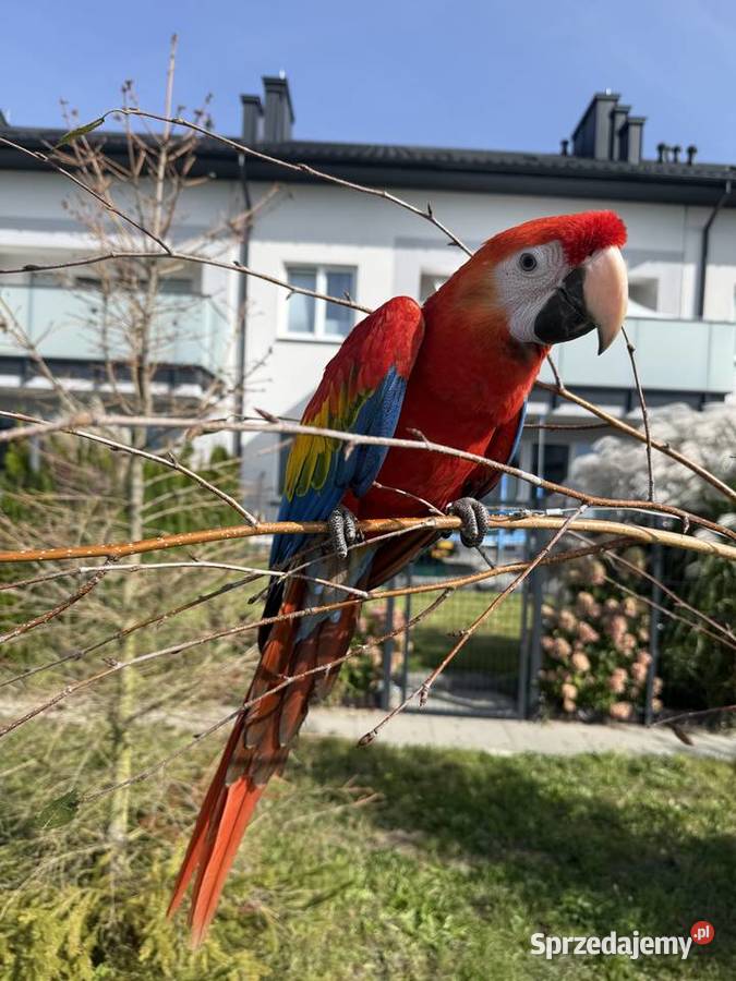 Ara macao samiec klatka Montana Sulejówek