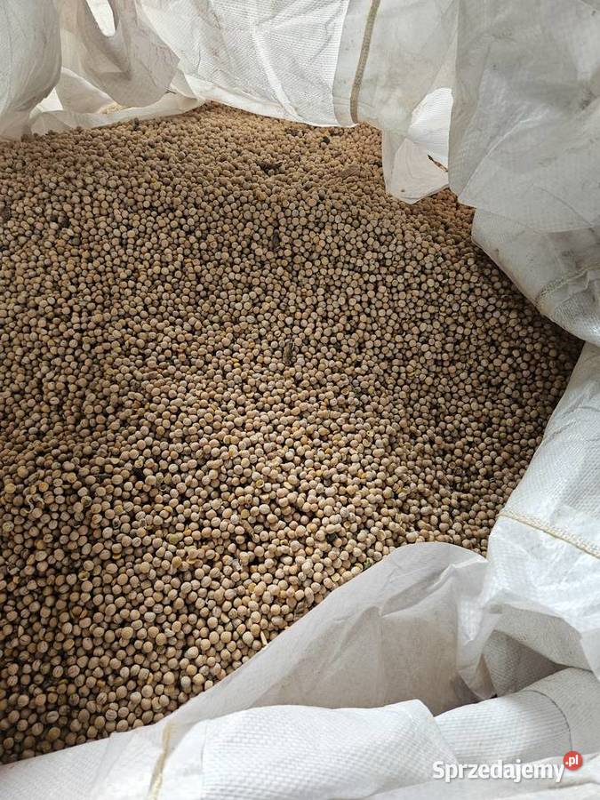 Groch astronaute na poplon łubin Kłopoty-Stanisławy