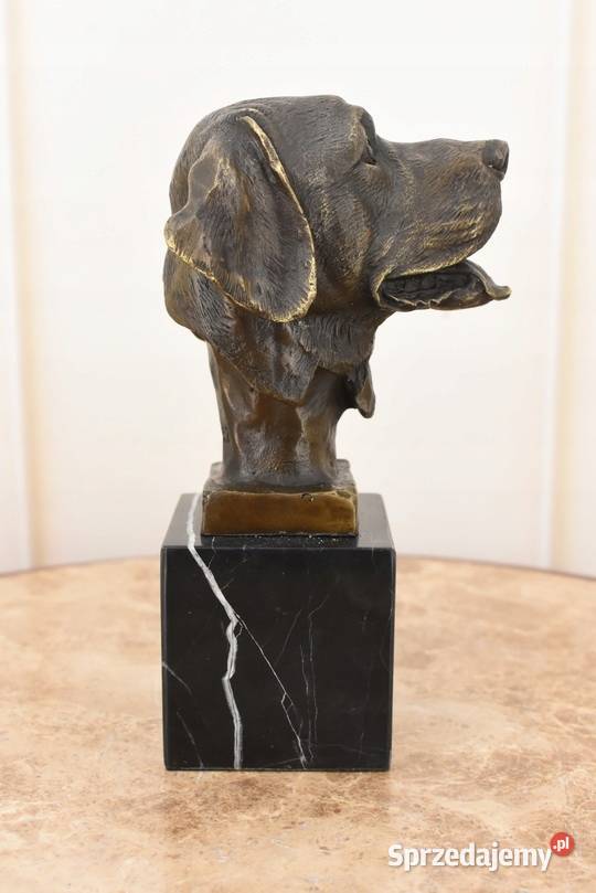 Głowa Pysk Psa Labrador Golden Retriever Figura małopolskie