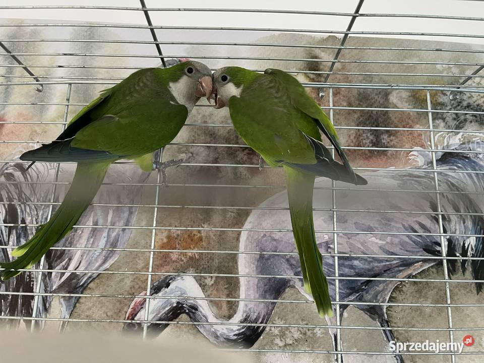 Sprzedam pare mnich nizinnych