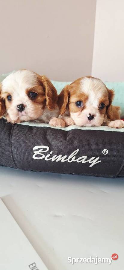 Cavalier suczki Cavalier King Charles Spaniel Przysucha