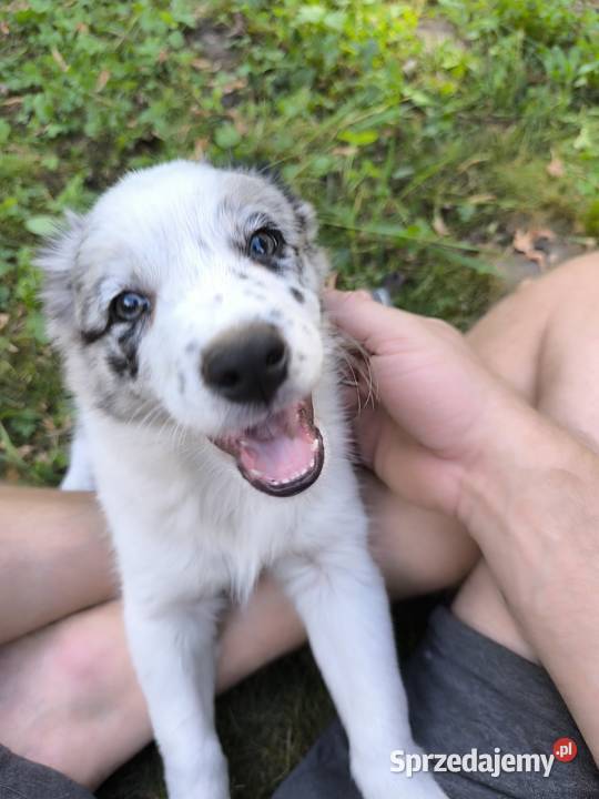 Border colie blue merle i biało czarne wielkopolskie Koziegłowy