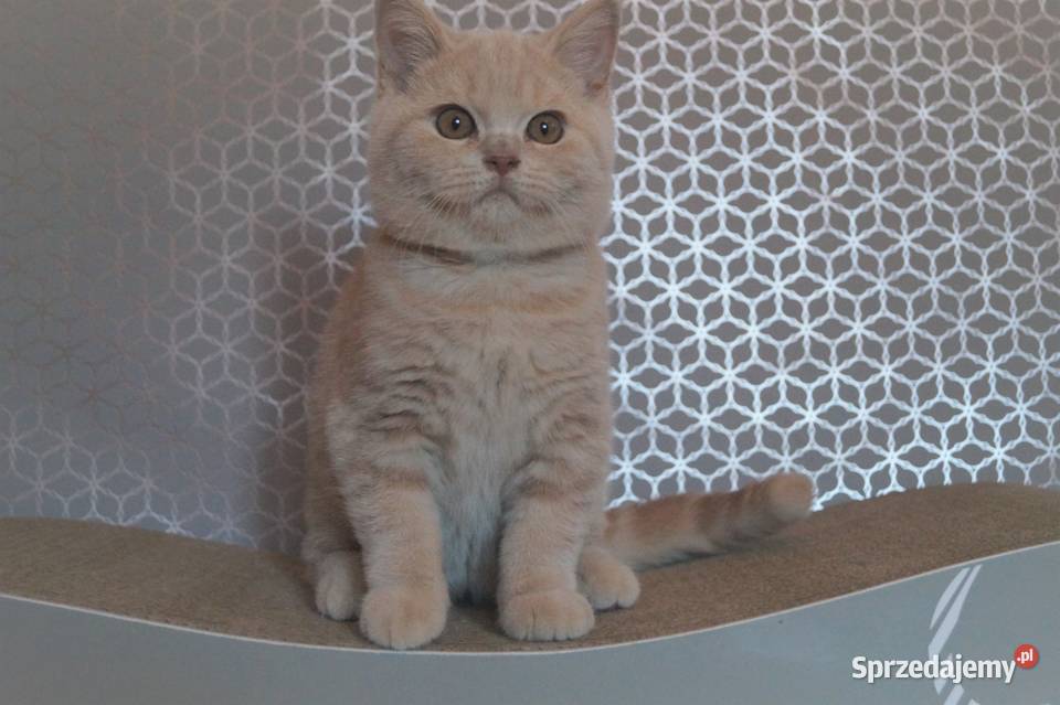 Kocurek Kremowy Brytyjska Rodowód PZFWCF Brytyjski sprzedam