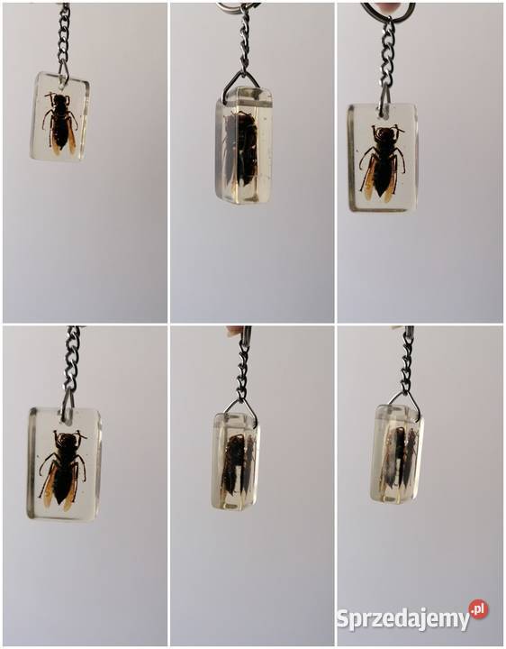 BRYLOCZEKPSZCZOŁA W ŻYWICY łódzkie Łódź