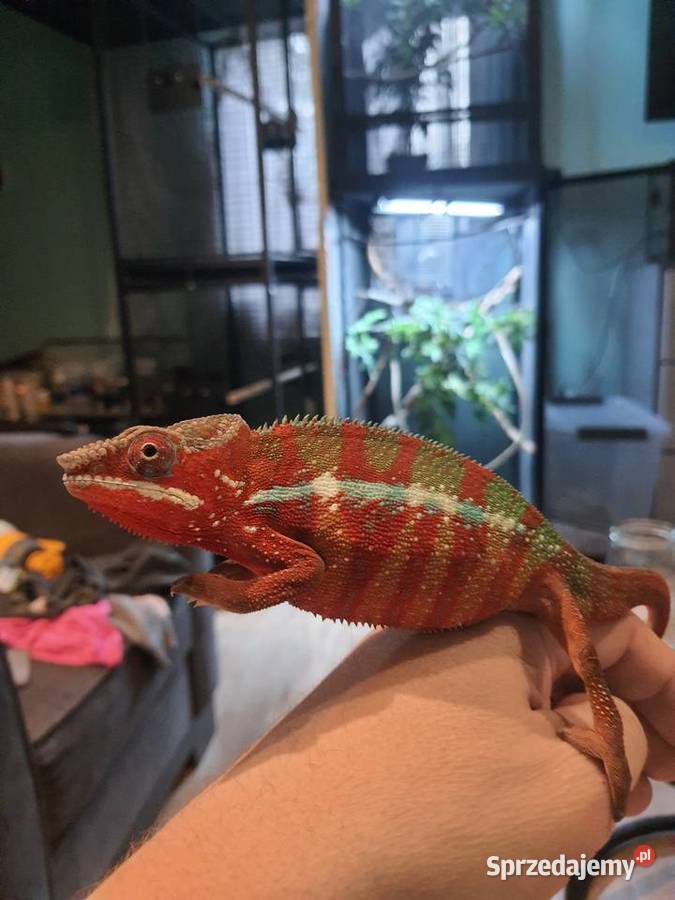 kameleon lamparci ambilobe red bar