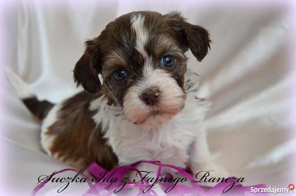 HAWAŃCZYK pieski suczki z rodowodem czekoladowe