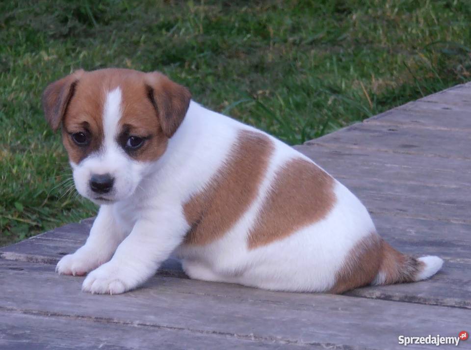 JACK RUSSELL TERRIER 100 GŁADKOWŁOSE metryka FCI Konstancin-Jeziorna