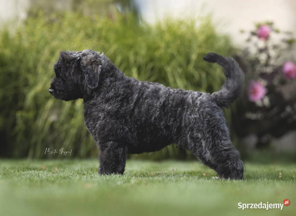Bouvier des Flandres szczenięta