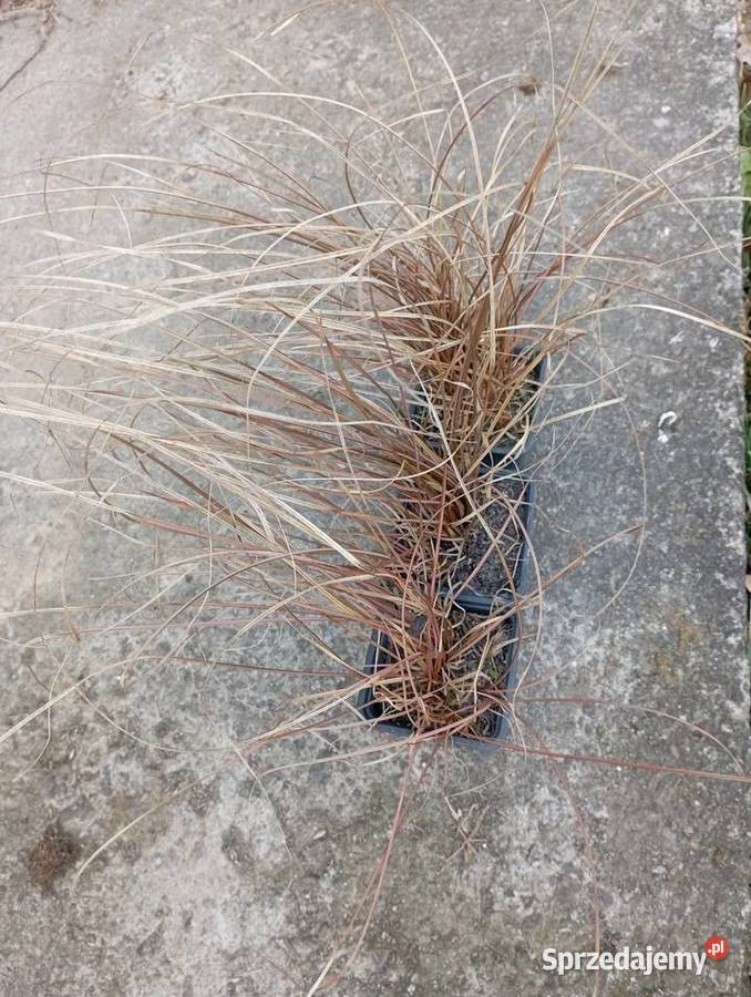 Turzyca buchanana Grodzisko