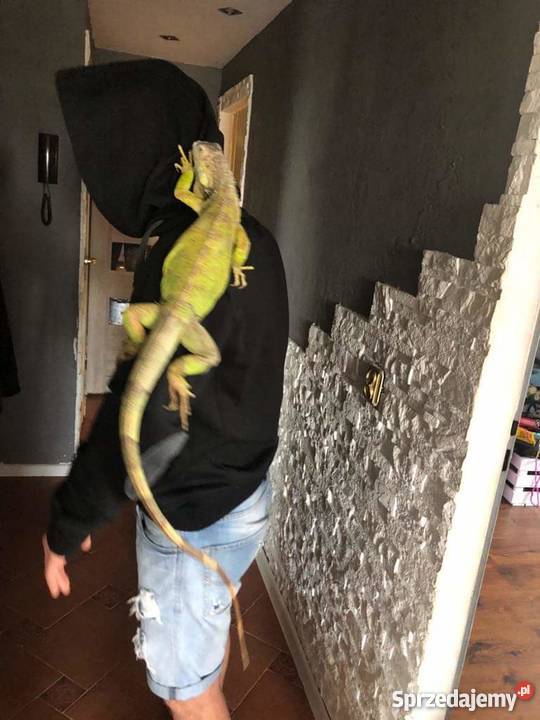 Legwan Zielony terrarium sprzedam