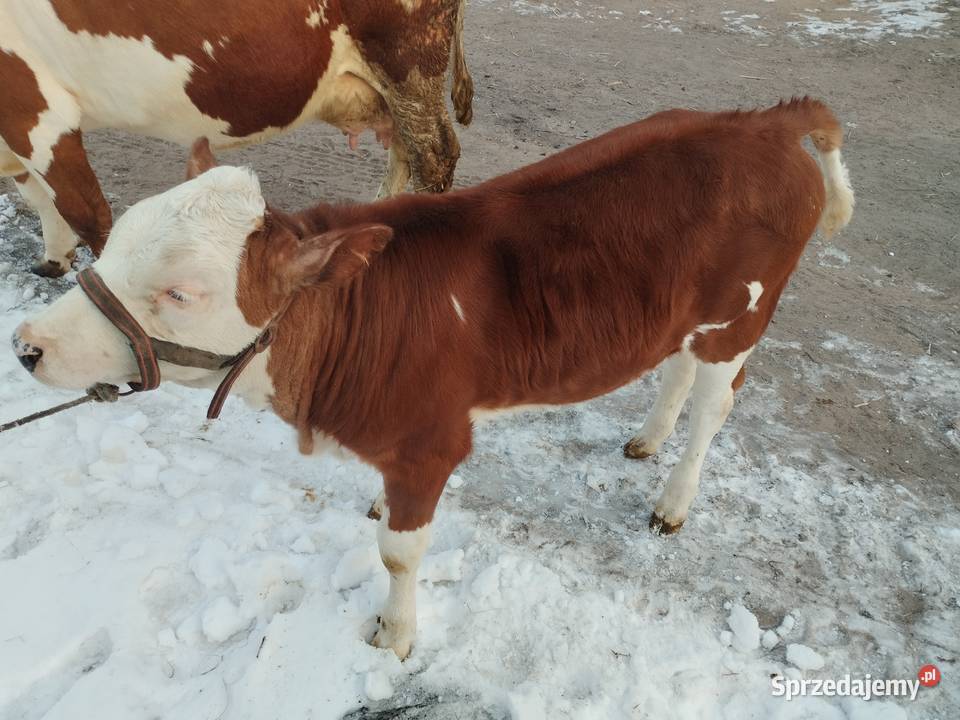 Krowa z Jałóweczką Radoszyce