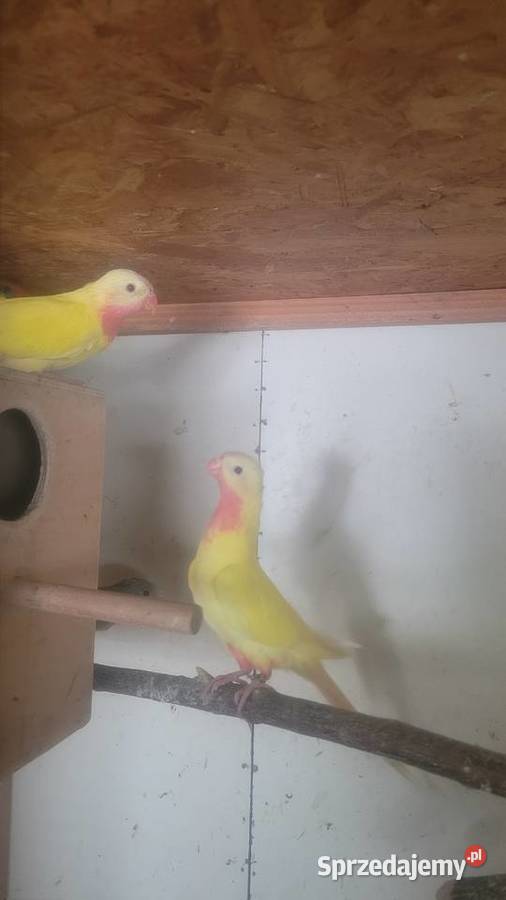 Księzniczki walii lutino Ptaki małopolskie sprzedam