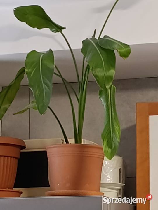 skrzydłokwiat kolejny sprzedam Poznań sprzedam