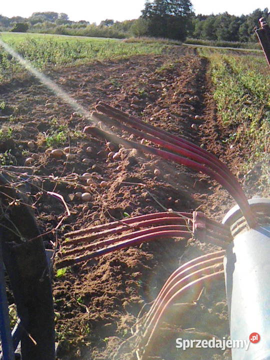 Ziemniaki Jurek Kozłów Szlachecki