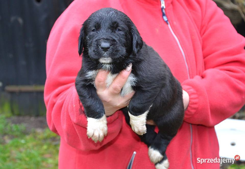 Owczarek środkowoazjatycki FCI sprzedam