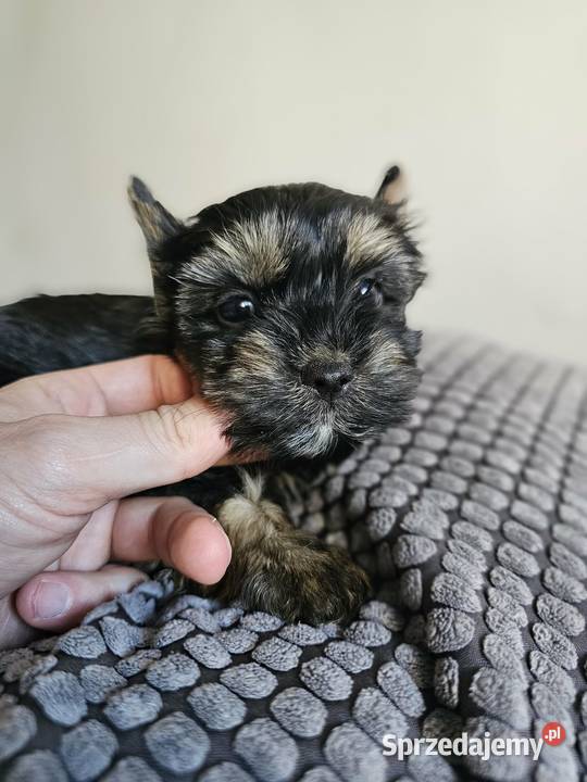 Suczka Yorkshire Terrier Black Tan Częstochowa