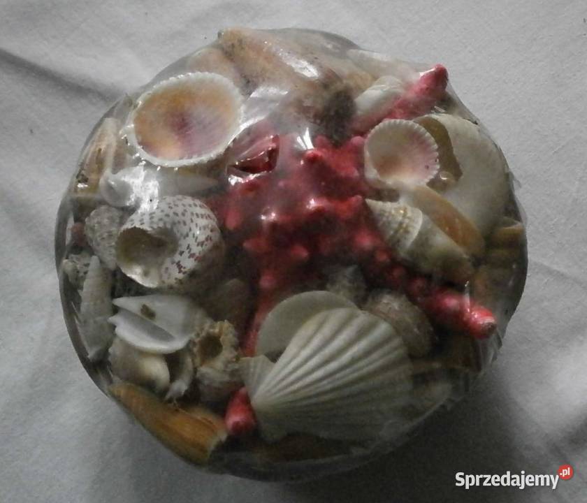 Zafoliowany zestaw Muszli Tropikalnych Kraków