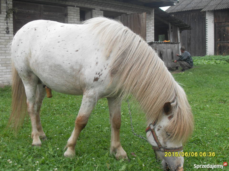 kuc kucyk Tarant ogier