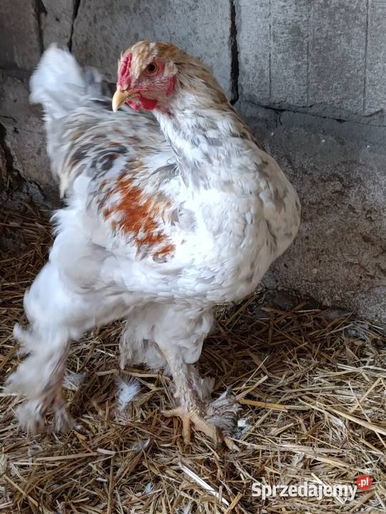 Koguty 28 tygodniowe brahmy Więcbork sprzedam