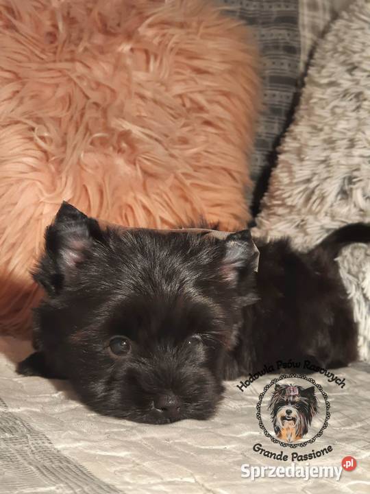 Black yorkshire terrieryork York