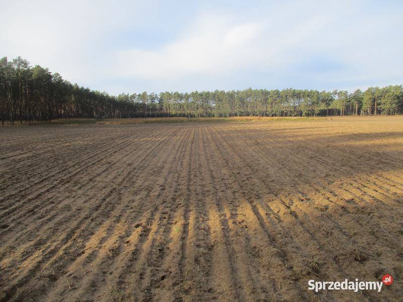 Syndyk sprzeda udział w nieruchomości gruntowej Panowice