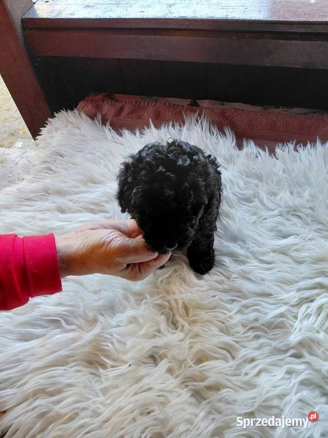 Pudel toy piesek czarny Pozostałe Wyszków sprzedam