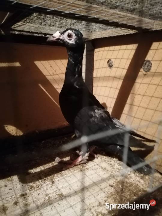 Sprzedam gołębie krymki wyszwance pawie kariery Pułtusk