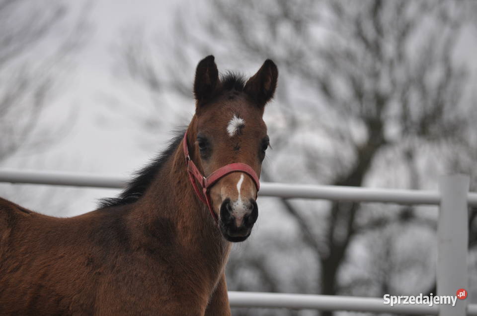 Ogierek małopolski źrebak Mogielnica