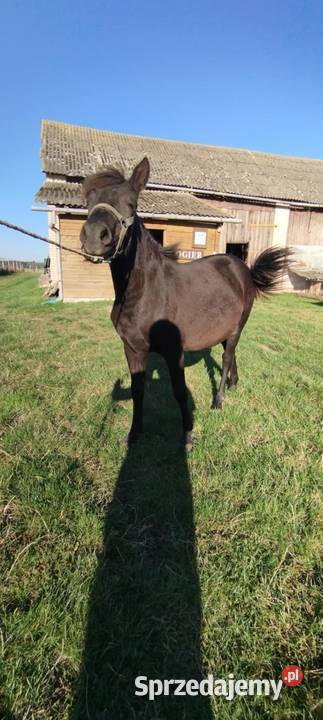 Sprzedam źrebice huculska pełne pochodzenie Konie Dobryniów-Kolonia