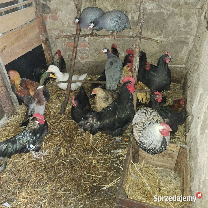 Koguty Racławice sprzedam