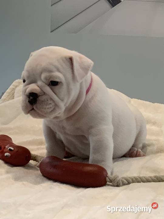 Buldog angielski FCI