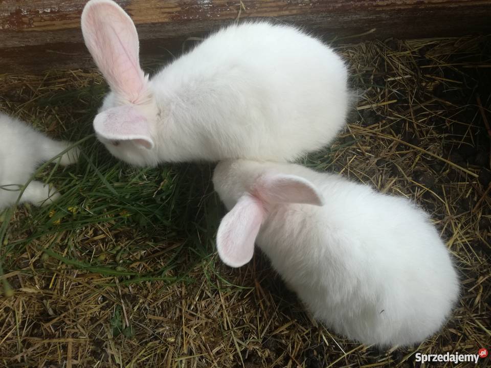 Sprzedam Młode Króliki Zwierzęta lubelskie Rozpłucie Pierwsze