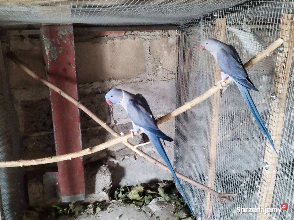 Rozelle Białolice Królewskie aleksandretty łódzkie Szczerców