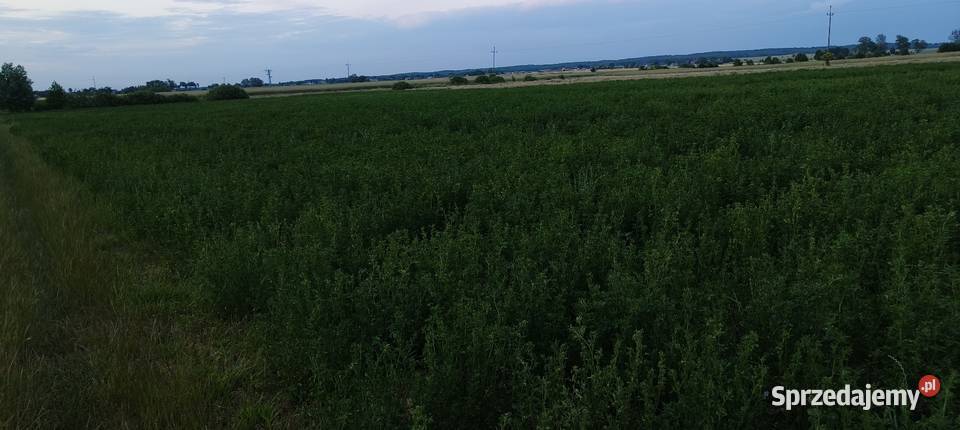 Sprzedam bele lucerna z trawą Barenbrug