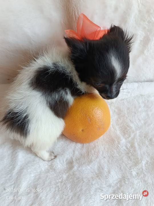 Chihuahua chłopiec długowłosy smczyk piesek Chihuahua Inowrocław