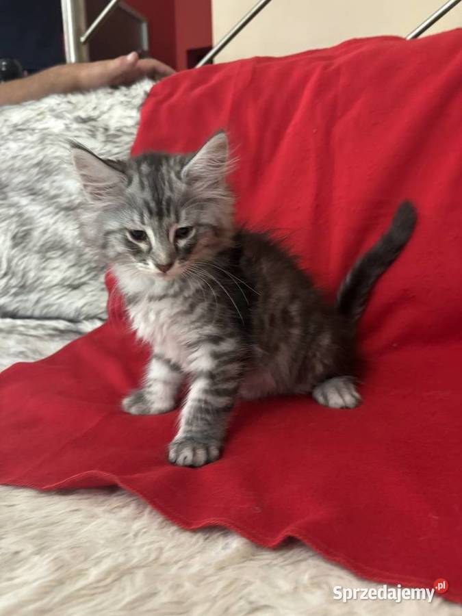 Kocięta Norweskie Leśne Warszawa sprzedam