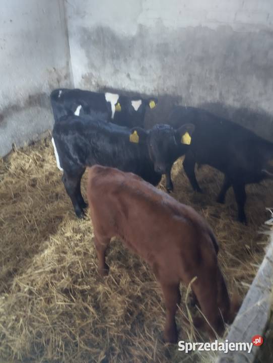 Sprzedam cielaki lubelskie Parczew