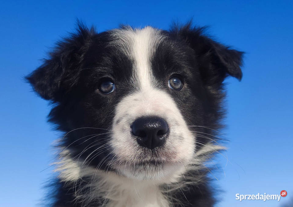 Szczeniak BORDER COLLIE z prof Hodowli Pies z małopolskie Kraków sprzedam