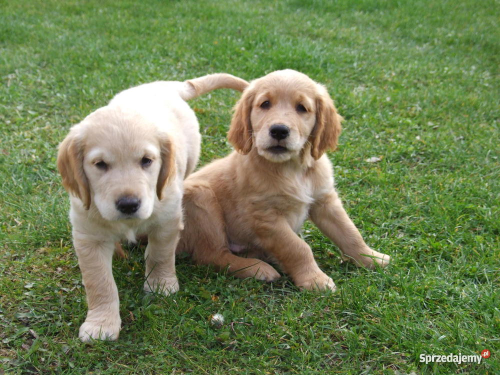 złote szczeniakI Golden Retriever Suwałki