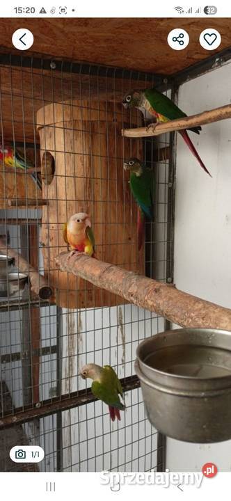 Sprzedam Rudosterki młode 2025 Łańce