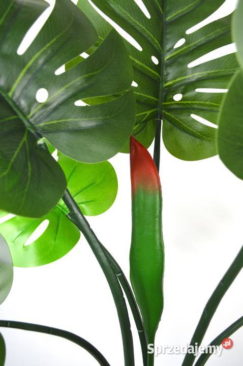 Monstera dziurawa wielopienna sztuczne drzewko Pozostałe kujawsko-pomorskie