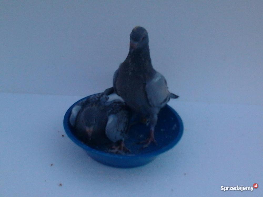 młode gołębie pocztowe wielkopolskie Czarnków