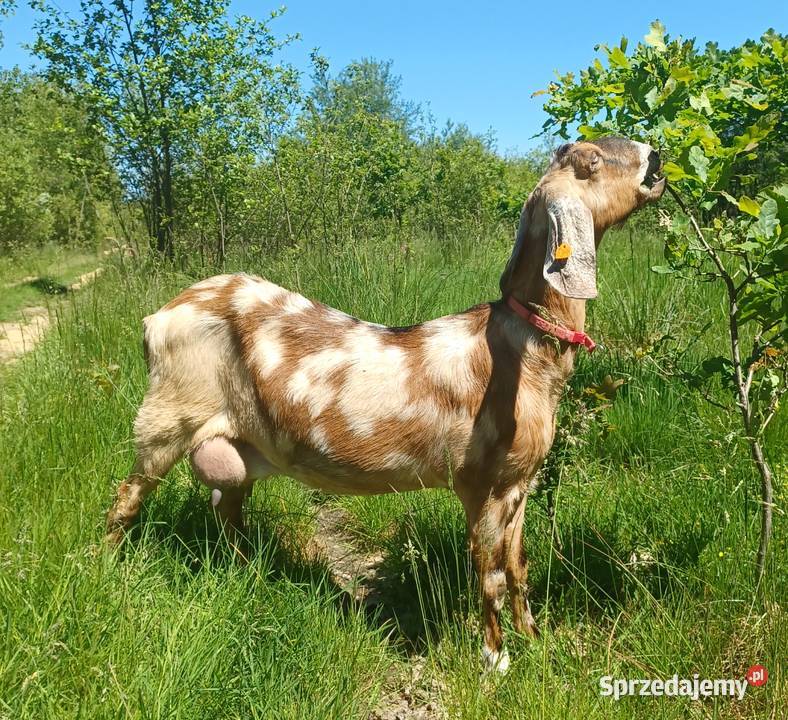 Koza Anglonubijska 100 Koza urodzona 102021r Tarnów sprzedam