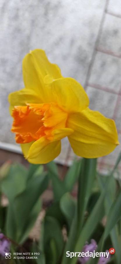 Dzbanek do herbaty Duży i piękny ja słoneczna Gdańsk sprzedam