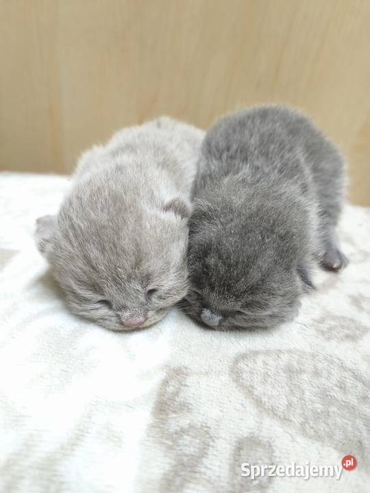 Kot brytyjski kocurki rodowód liliowy blue