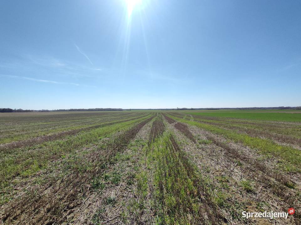 Działki rolne 5ha Ostrów LubelskiGłębokie Sprzedaż Ostrów Lubelski