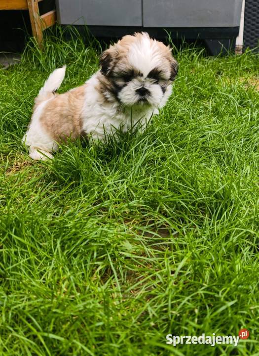 ŚLICZNE szczeniaki Shihtzu