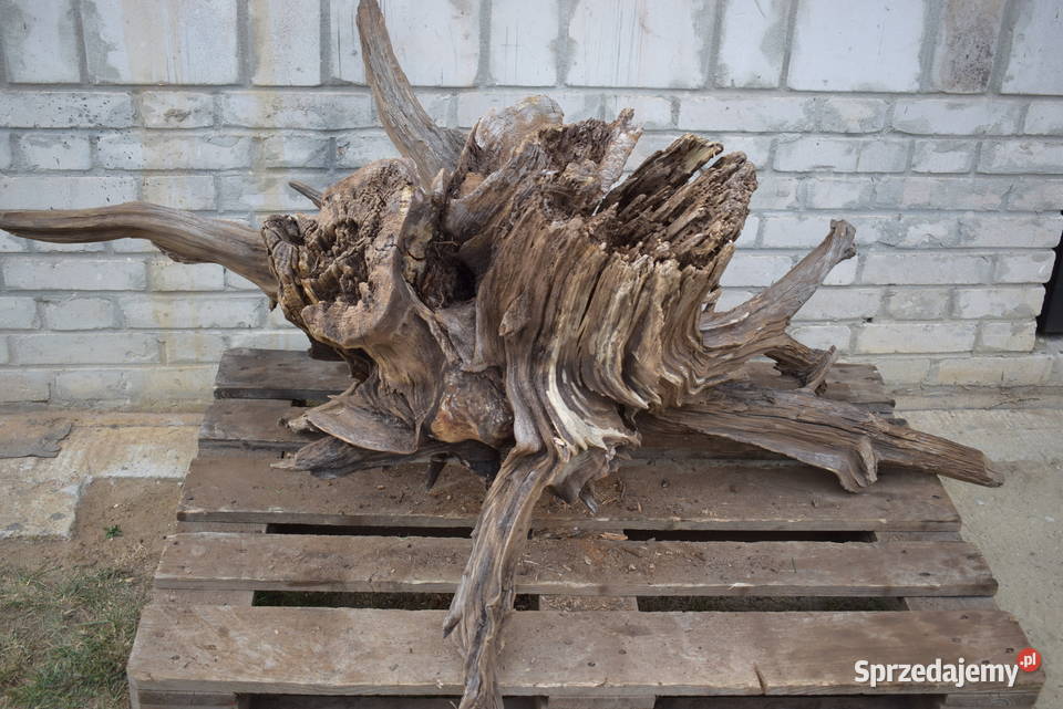 Korzeń ozdobny do ogrodu Połaniec