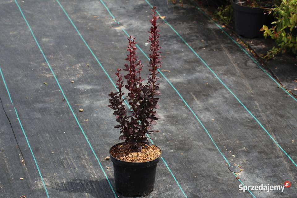 Berberys Thunberga Helmond Pillar sprzedam