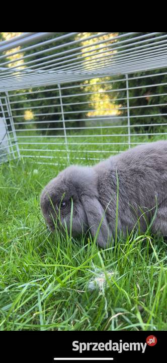 Mini lop podkarpackie Przeworsk sprzedam